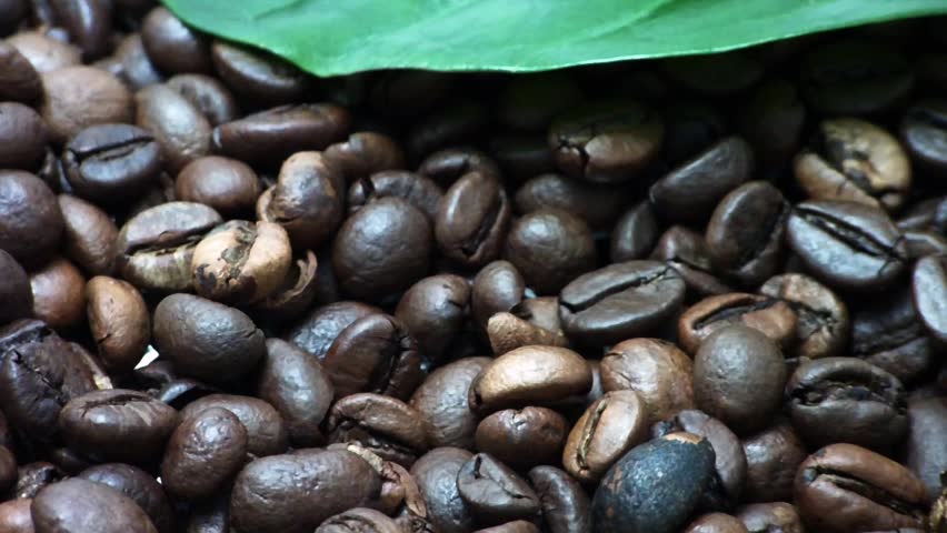 Coffee beans. Coffee tree leaves (Gently rotate). 