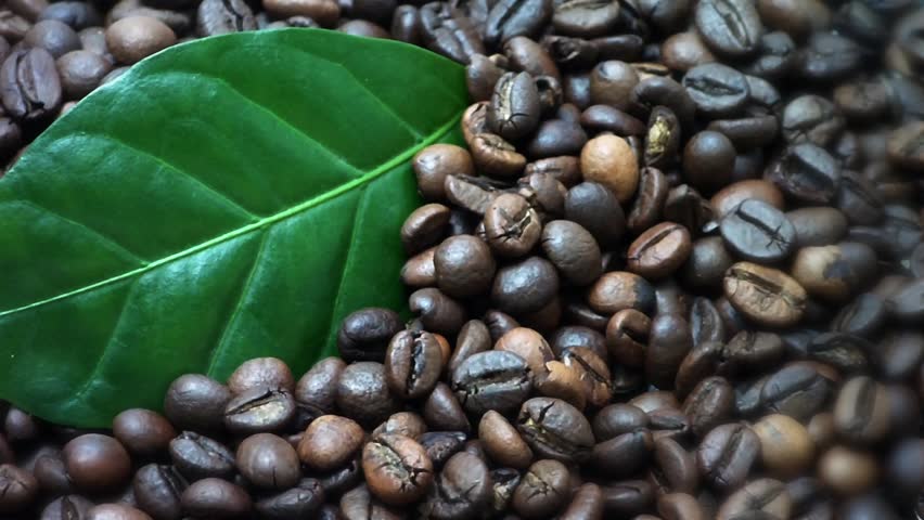 Coffee beans. Coffee tree leaves (Gently rotate). The edges are blurred.