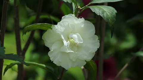 Camellia (Cornish Snow, Silver Dollar, White Flowers, Asian More petals Flower) with Blank Space, Champasak, Laos, 3 June 2017, 1080p HD Video, Footage Clip