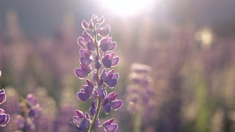 Close-Up Purple Lupine in Bloom at the Sunrise Mountains Landscape, Steadicam Shot. Lupinus, Commonly Known as Lupin or Lupine is Genus of Flowering Plants in Legume Family, Fabaceae.