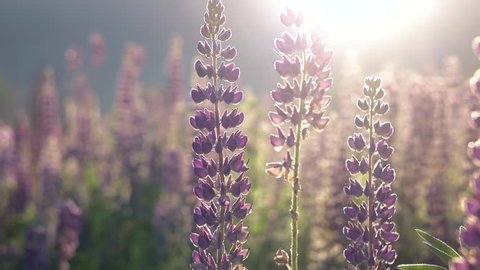 Close-Up Purple Lupine in Bloom at the Sunrise Mountains Landscape, Steadicam Shot. Lupinus, Commonly Known as Lupin or Lupine is Genus of Flowering Plants in Legume Family, Fabaceae.