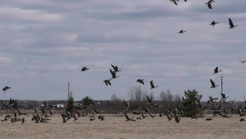 Flock of wild Geese taking off from field in the sky close-up - shoot travel zoom lens. Free flight bird flocks of migrating geese. Migratory birds stayed. Barnacle goose and white-fronted goose. 