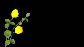 Blooming Yellow Rose flowers, 3D animation