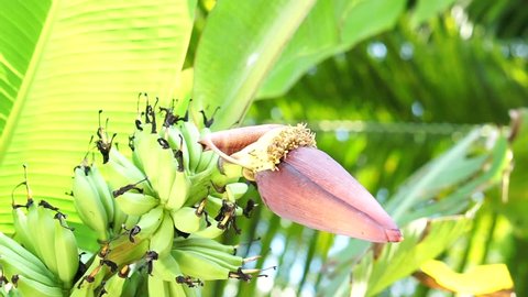 paradisiaca is a large, herbaceous plant native to Southeast Asia. Banana flowers are rich in unsaturated fatty acids, vitamin E and flavonoids.