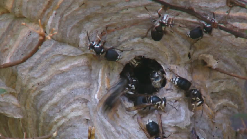 Baldfaced Hornets nest calm