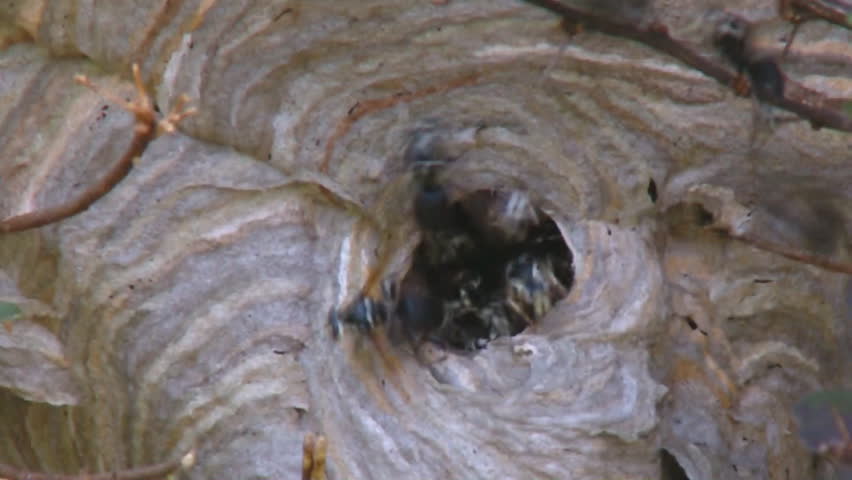 Baldfaced Hornets Angry swarm