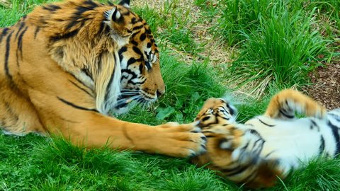 Beautiful Indonesian male tiger is playing gently with his cub on the grass