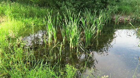 Frogs quaking, on a natural small pond with clear water,  water lentils organically keeping everything clean, birds singing  the open nature, morning early in the country in northern Germany