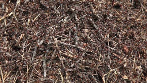 Thousands of ants in the anthill.