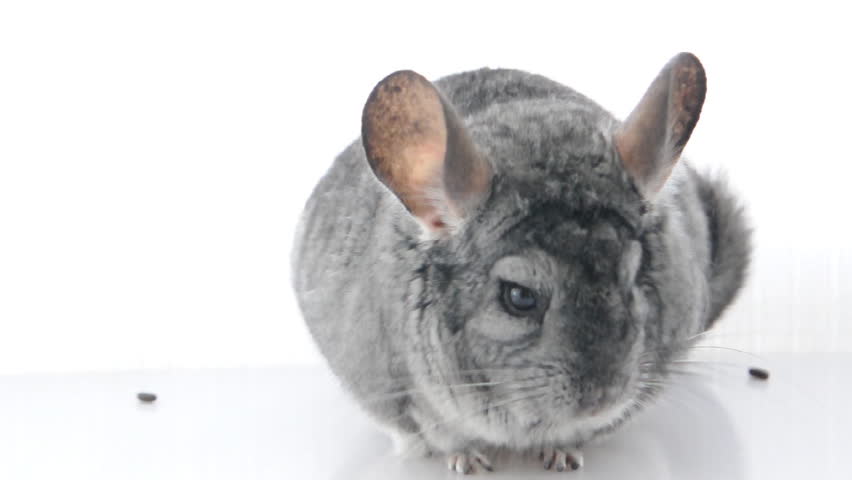 Grey Chinchilla. Stock Footage Video (100% Royalty-free) 2762981