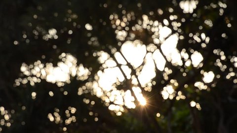 sunlight and background bokeh tree moving