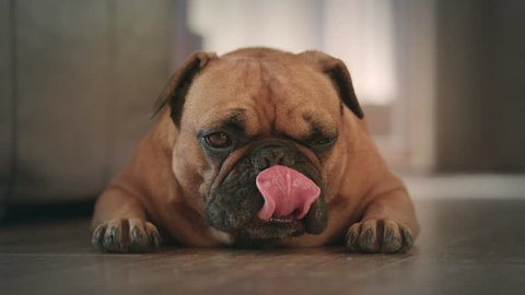 Young bulldog licking chops on the floor slow motion