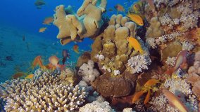 Beautiful Coral Garden. Picture of a beautiful underwater colorful fishe damselfish, scalefin anthias fish and mushroom soft coral in the tropical reef of the Red Sea, Dahab, Egypt.