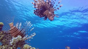 Red Sea Lion-Fish. Picture of common-lionfish (Pterois miles) and soft coral in the tropical reef of the Red Sea, Dahab, Egypt.