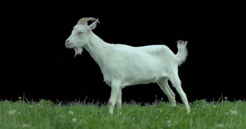 Goat on green meadow. Production quality clip with alpha matte. ProRes 422HQ