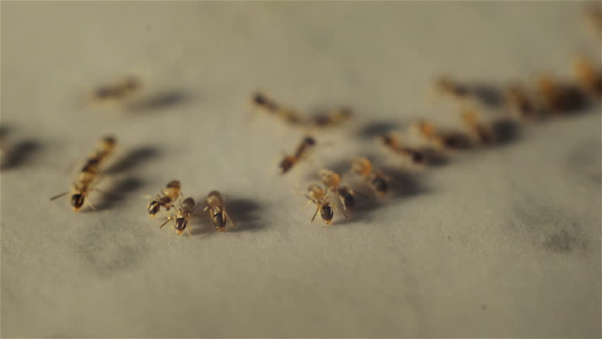 Macro video of small ants crawling on a kitchen bench top and drinking water.