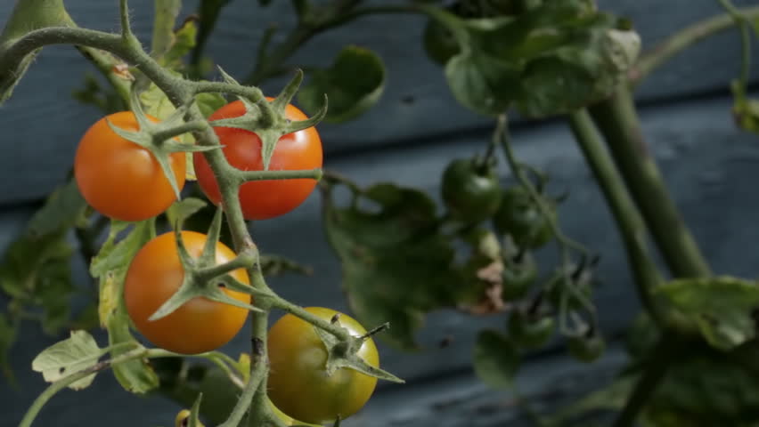 Woman picking cherry tomatoes
