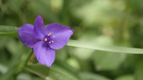 Tradescantia virginiana garden plant details  - Purple spiderwort flower close-up 