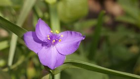 Slow motion of Tradescantia virginiana plant 1920X1080 HD footage - Beautiful purple spiderwort flower close-up 1080p FullHD video
