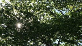 Sunlight filtering through trees. 4k footage