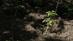 Organic tomato plant in the garden 4K 2160p 30fps UltraHD footage - Solanum lycopersicum plantation close-up 3840X2160 UHD video