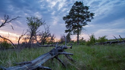 The 4K Pan Tilt Time lapse Sunrise Old Forest view at Dry walnut, in Russia. Fast floating clouds
