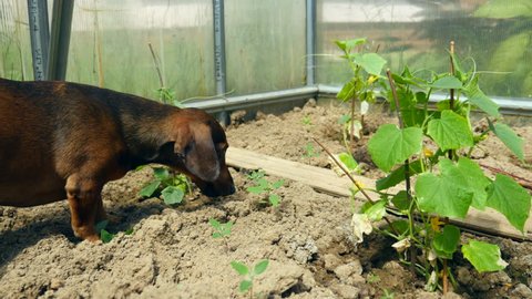 Green cucumbers in the greenhouse. The dachshund sniffs the seedling.
