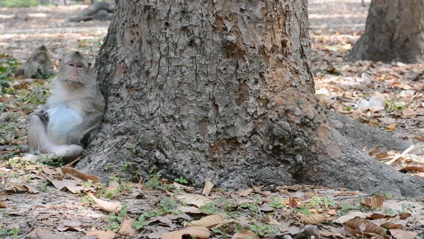 Monkey live at the temple of Thailand.