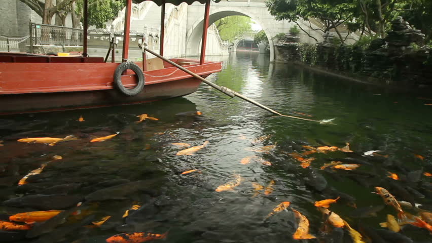 Koi Fish Swimming in a Pond with Boat and Arch Bridge