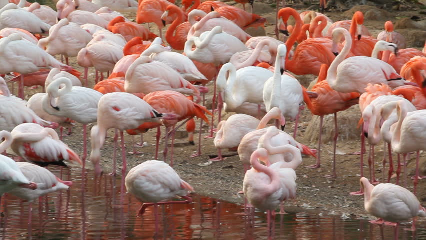 Flamingo flock on lake