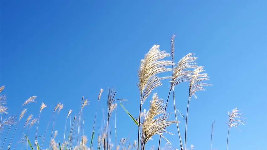 Chinese silver grass in a soft breeze