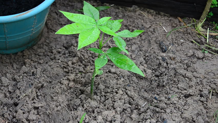 Tree plantation, chemical fertilizing for soil increased nutrient
