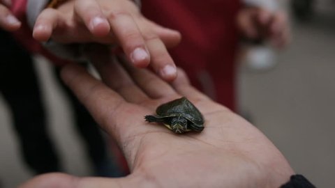 The man is holding in the palm of a small turtle. Closeup outdoor in summer, spring or fall. In the background children curious step from foot to foot, want to touch. the view from the top