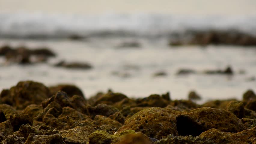 CROW SCIENTIFIC NAME IN ENGLISH visual data 6