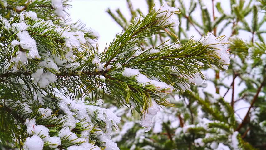 pine branch in snow