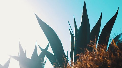Cinematic scene of agave from Mexico. Traditional plant for cultural beverage pulque. Mexico hot desert. panoramic lens flare of Maguey