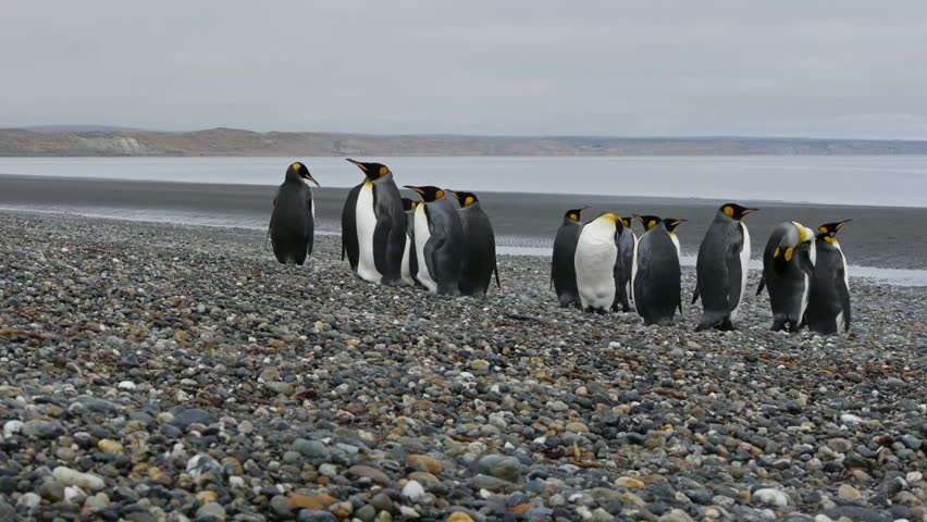 Slider shot of King Penguins on a beach in southern Chile