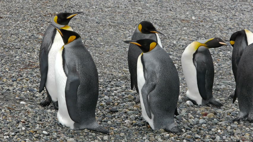 King Penguins in the wild