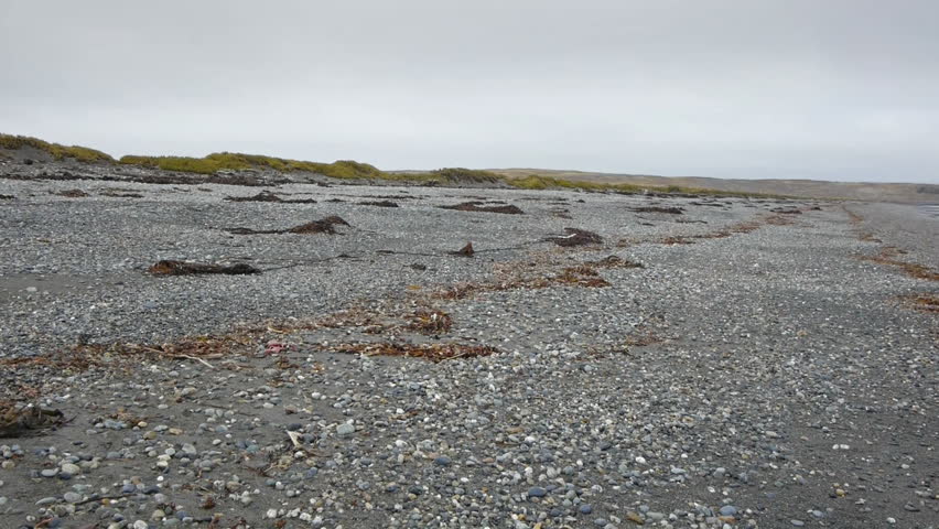 Camera pans to reveal King penguin colony on beach