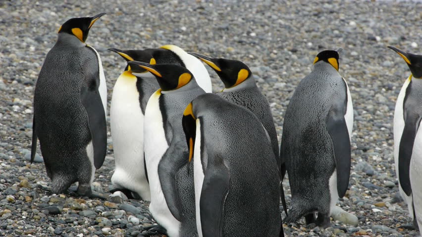 Camera pans across king penguin colony in southern Chile