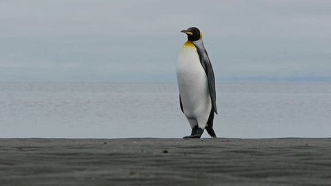 3 King Penguins walk across screen