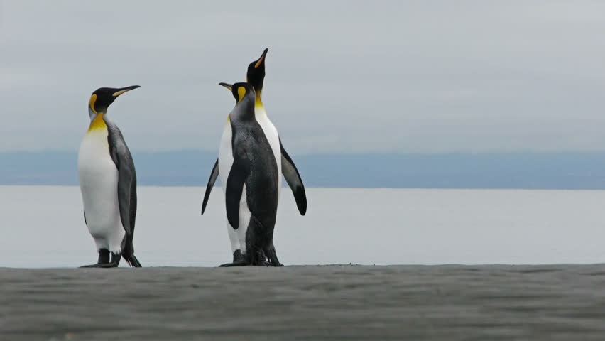3 King Penguins making sounds