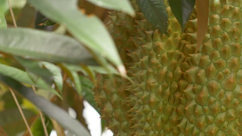 Durian on the tree is a famous and delicious Thai fruit. 庫存影片