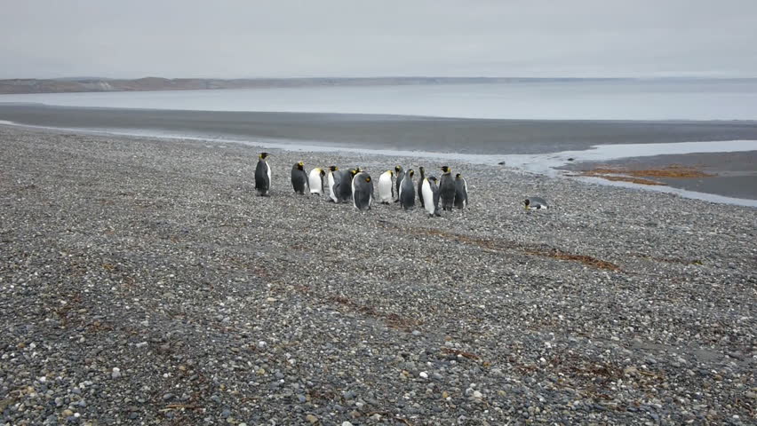 Wide shot of King Penguins on a beach