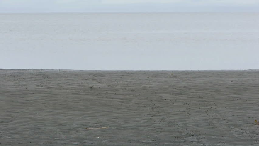 Solitary King Penguin walks through camera frame