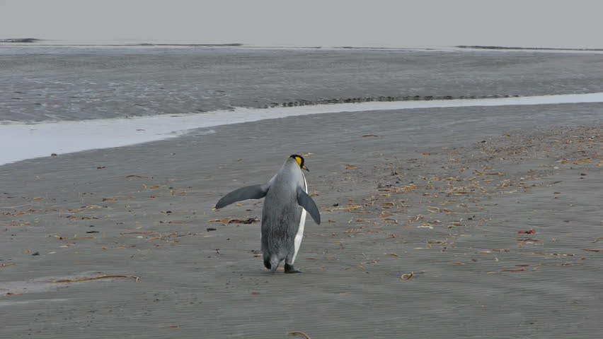 King Penguin picks up sea weed