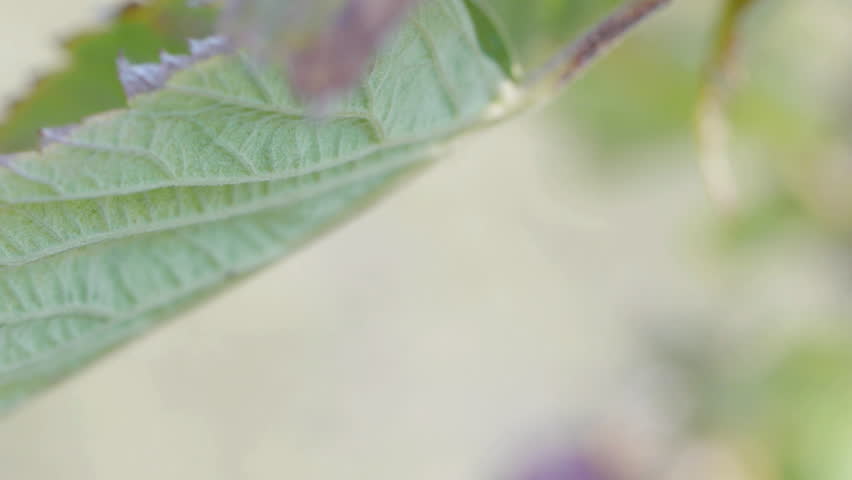 Closeup of Raspberry