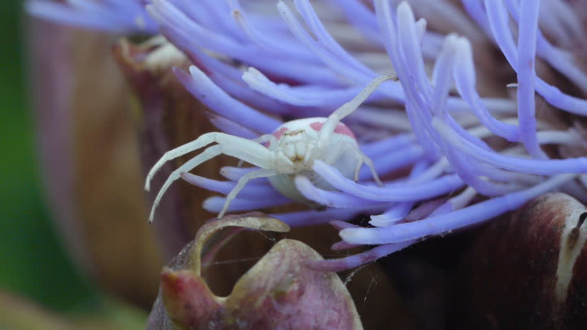 White garden spider on artichoke flower