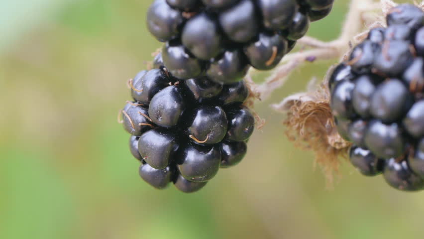 Closeup of wild blackberries
