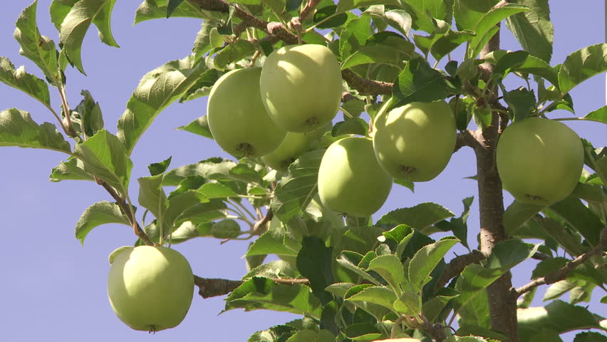 Close up of green apples on the tree
